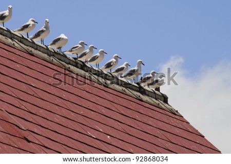 Seagulls standing in line on roof apex