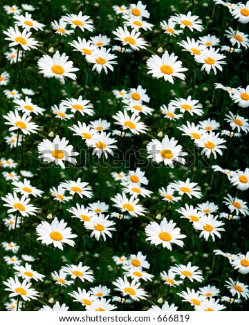 Daisy Pattern Background
