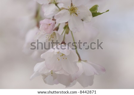Washington DC Cherry Blossom Macro Horizontal