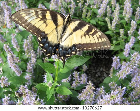 Eastern Tiger Swallowtail Butterfly (Papilio glaucus) Horizontal Macro