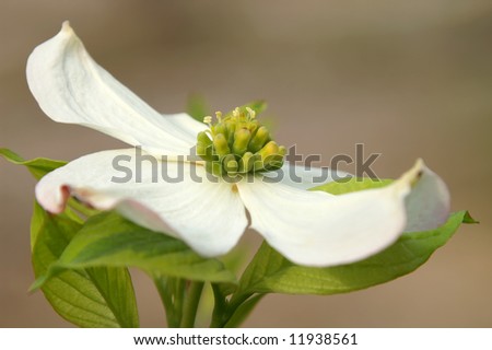 Dogwood+blossom+clip+art