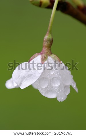 Single Cherry Blossom Macro with Rain Drop Detail Vertical