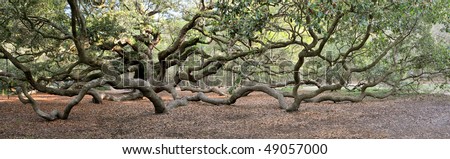 Angel Oak Tree Panoramic, Charleston, South Carolina