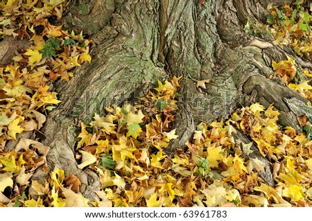 Fallen Autumn Leaves at the Base of a Beautiful Tree Trunk Horizontal