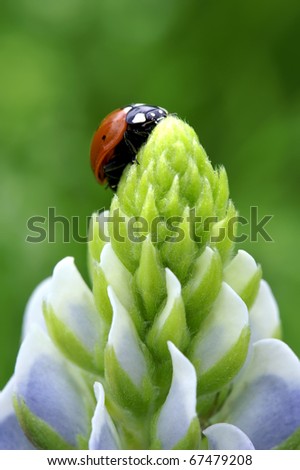 stock photo : Texas Bluebonnet bluebonnet clip art. stock photo : Texas Bluebonnet