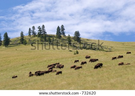 Photo of a buffalo herd, National Bison Range, Montana