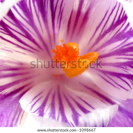 Photo of the center of a purple striped crocus with orange center