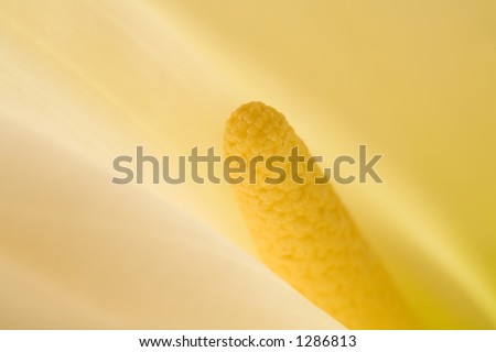 Photo of the center of a calla lily