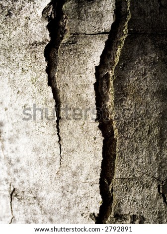 Photo of a tree trunk shot with a macro lens. Ideal for a background.