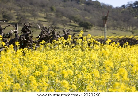 Old grape vines surrounded by blooming mustard flowers in Napa Valley, California.