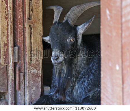 billy goat looking out of a barn