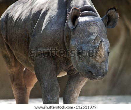 black rhino looking toward camera