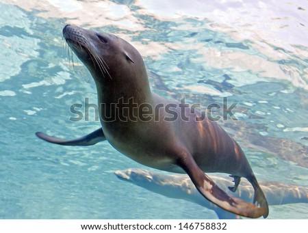 sea lions swimming underwater