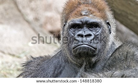 portrait of a grumpy gorilla