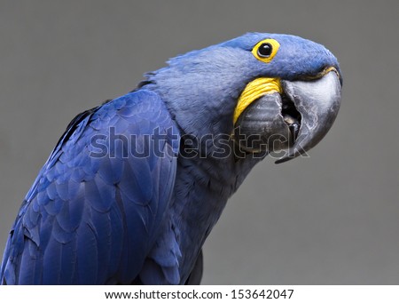 portrait of a Hyacinth Macaw
