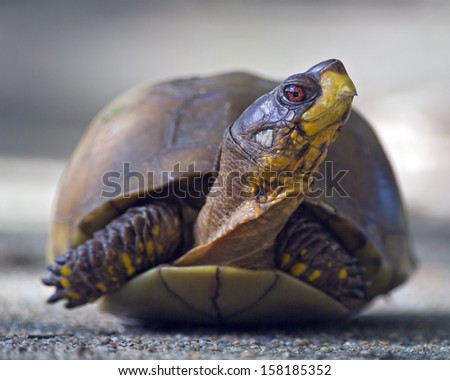 close up portrait of a box turtle