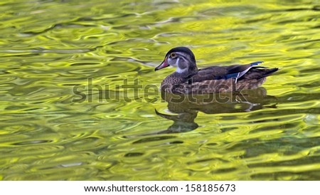duck swimming on a pond with green reflections