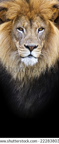 vertical banner of a male lion closeup on a black background