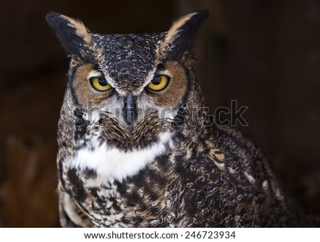 portrait of a great horned owl making eye contact