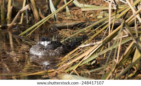 a duck settles in for a nap among reeds and grasses of the shoreline