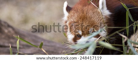 banner of a red panda shyly making eye contact with room for text
