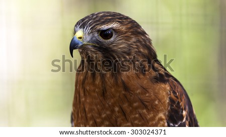 close up portrait of a red tailed hawk