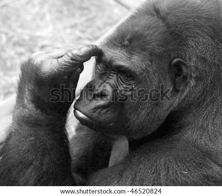 black and white photo of a gorilla thinking