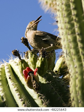 desert bird on a cactus