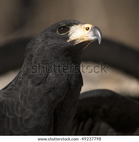 great black hawk