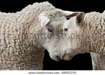 portrait of two sheep rubbing noses on a black background