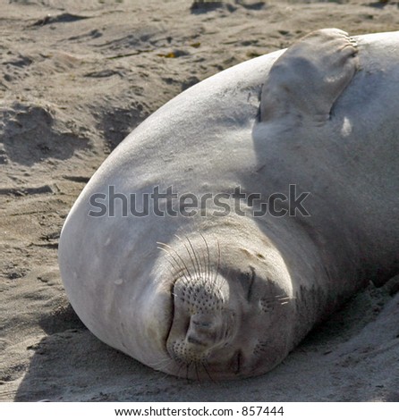 Elephant seal sleeping in winter sun