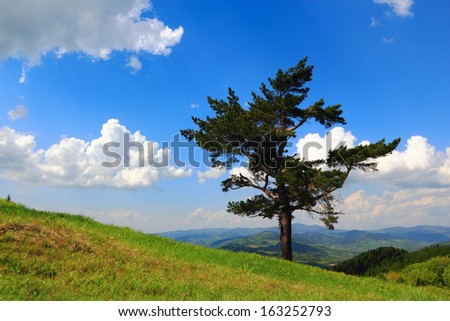 Lonely Pine in Spring in Mountains. Beskids, Poland.