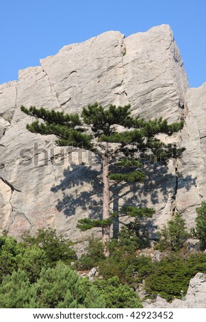 Crimea pine in Crimea mountain