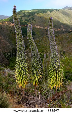 Flower spikes of Echium Fastuosum also known as Pride of Madeira