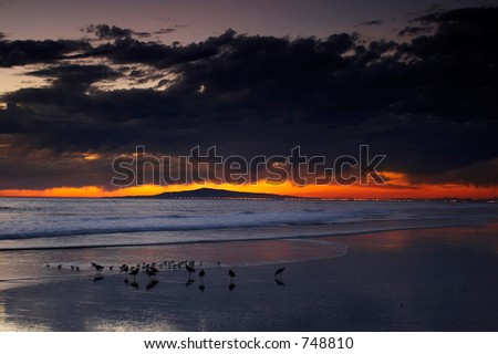 Group of birds on the beach at sunset with distant city lights on the horizon.