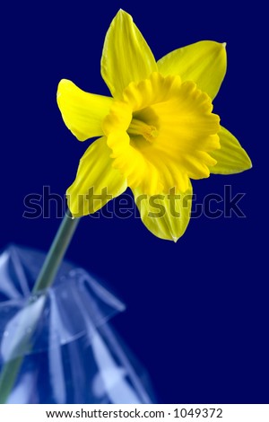 Single Daffodil Flower