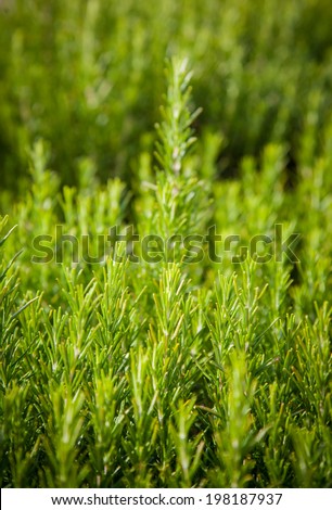 Rosemary background, fresh plant growth, scented spice, alternative herbal medicine, aromatic spices for food, natural texture