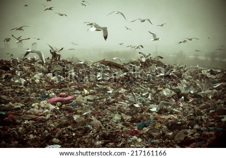 Apocalyptic scene of birds flying over the dump , retro style artistic toned photo