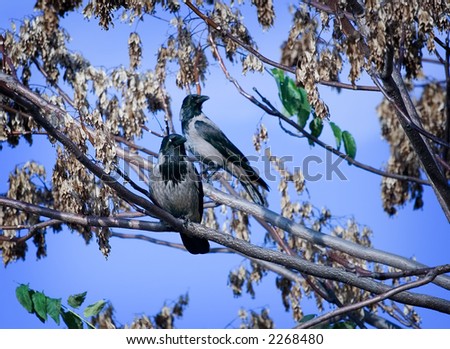 Two birds on a tree