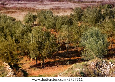 Agricultural field on a small hill with many olive trees