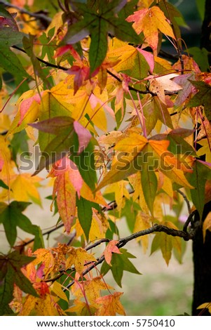 Colorful leaves on a tree , nice autumn background