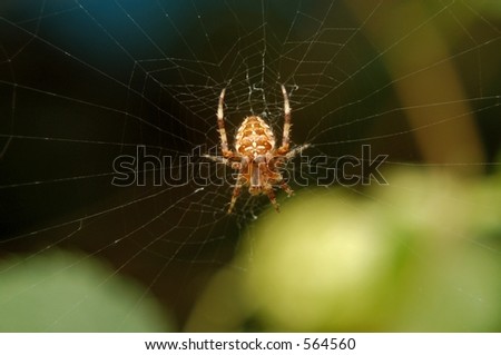 Spider in Web front view.