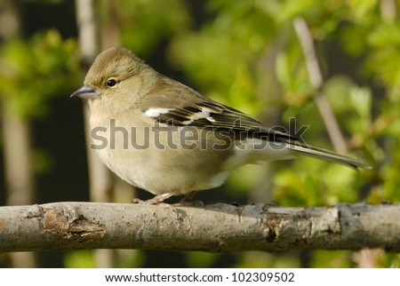 Female Chaffinch (Fringilla coelebs) on the North Downs, Southern England