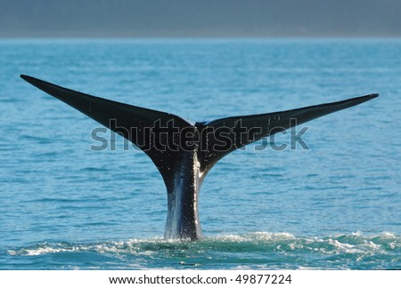 Sperm Whale showing its flukes as it dives, New Zealand