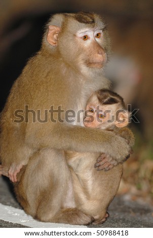 Mother and baby Northern Pig-tailed Macaque in Khao Yai National Park, Thailand
