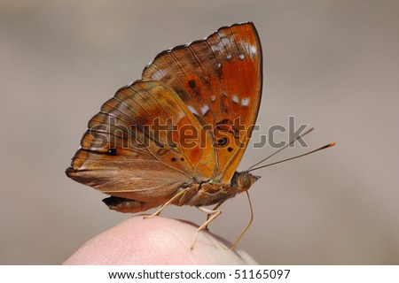 Siamese Black Prince Butterfly feeding on salts from a person\'s finger in a Thai rainforest