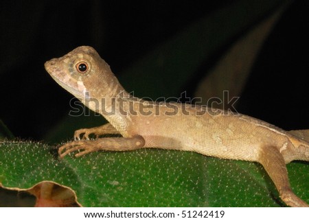 lizard rainforest