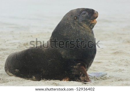 Adult male New Zealand Sea lion (Hooker\'s Sea lion) Otago Peninsular, New Zealand