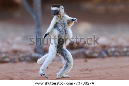 Verreaux\'s Sifaka (propithecus verreauxi) dancing in the Berenty Nature Reserve, southern Madagascar
