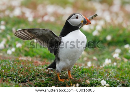 Atlantic Puffin (Fratercula arctica) about to take off from Skomer Island, Wales, UK.